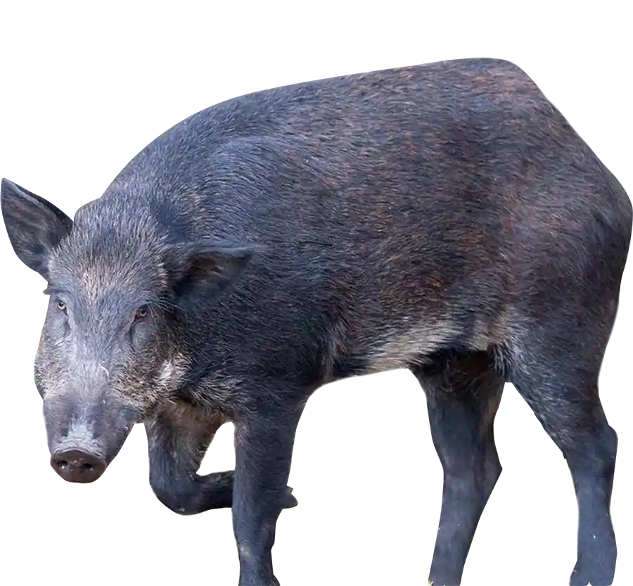 feral-hogs copy